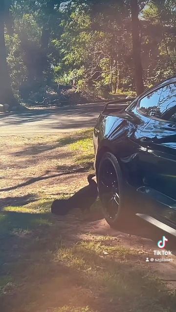 Лесная Индюшка хочет покататься на крутой тачке!