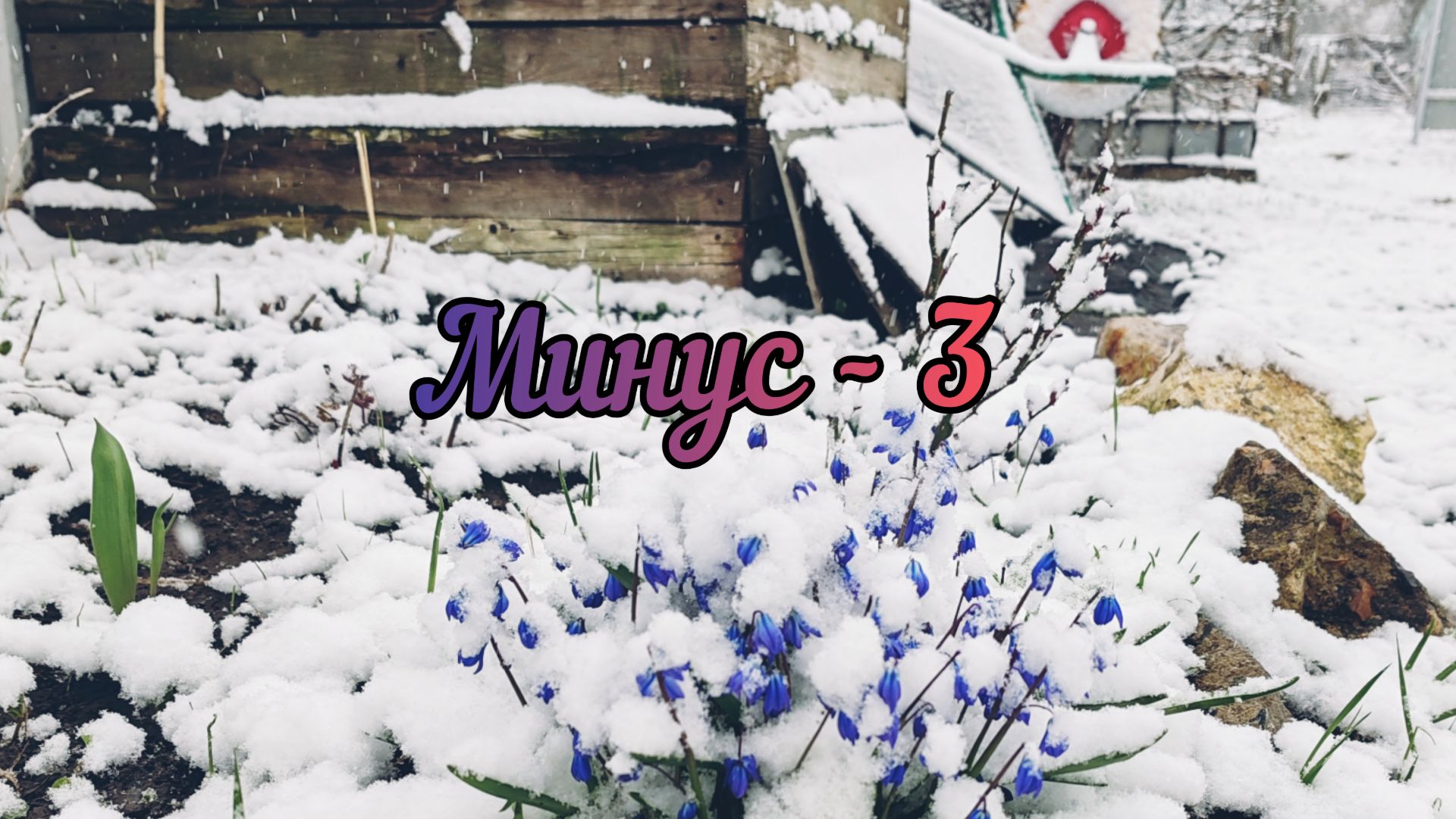 Минус -3. Как рассада в теплице. Что с Шелковицей. Пересадила Розу в кашпо