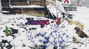 Минус -3. Как рассада в теплице. Что с Шелковицей. Пересадила Розу в кашпо