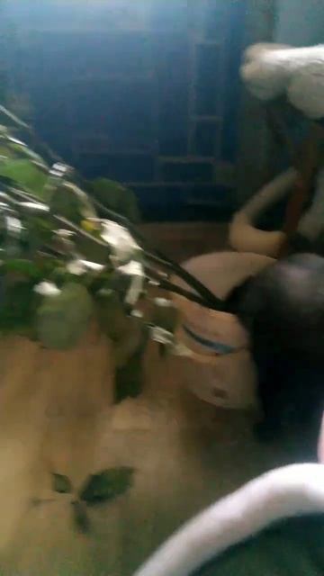 Цветочная вода