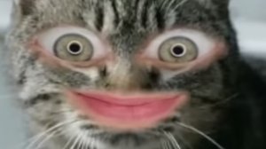 Обзор на двд диск "КУМИ-КУМИ"