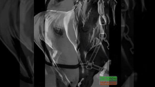 Честно хотел сделать НОРМАЛЬНОЕ видео про лошадей. Но какой год, такое и видео... :(