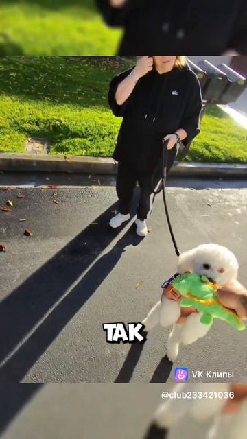 clip-233421036_456239336video_b2944ac6iNtlGc-dc78tPO8XerBI8l1-ql4IHJwV7M52tz2f90HuvUNIkMc3_kNjq09A9