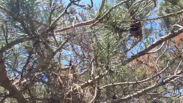 Солнечный день... птицы поют... красота !