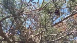 Солнечный день... птицы поют... красота !