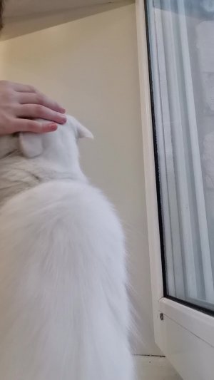 Просто кошачий влог