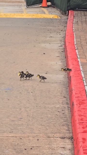 VID_20260425_180409_003.mp4