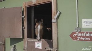 Казачий конный поход "Москва- Париж" 1812 - 2012 гг.