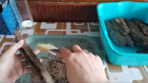 Жизнь за кадром. Обработка коры из соснового бора.