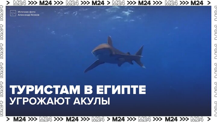 Сезон активности акул начнется в Египте с середины апреля - Москва 24