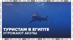 Сезон активности акул начнется в Египте с середины апреля - Москва 24