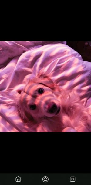 ໒( ͡ᵔ ▾ ͡ᵔ )७