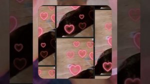 1000057046.mp4 (Собака наблюдает за устройством лестницы на 2-ой этаж в доме А-фрейм)