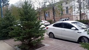 Кисловодск. Молодые елки посажены взамен вековых елей на пр.Дзержинского.25.04.2026 г.