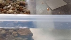 мои любимые черепахи кушают