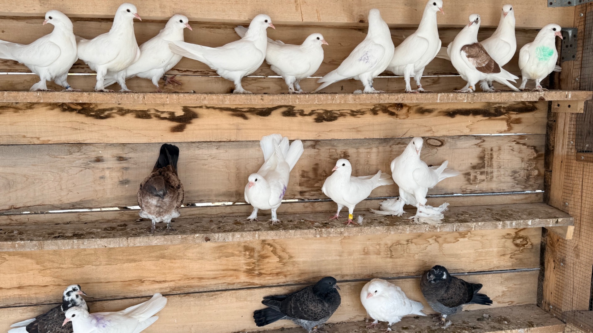 Первые полеты молодых бакинских голубей и атака ястреба.