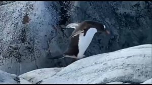 Материк "Антарктида"