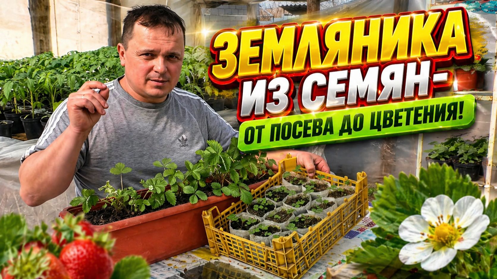 Земляника из семян: от всходов до цветения — полный цикл.
