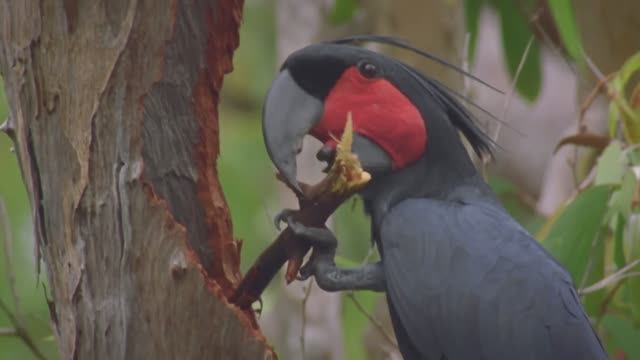 Попугаи которых зовут Ринго Старр. Творческий подход