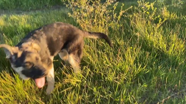 Лаки и Лайм