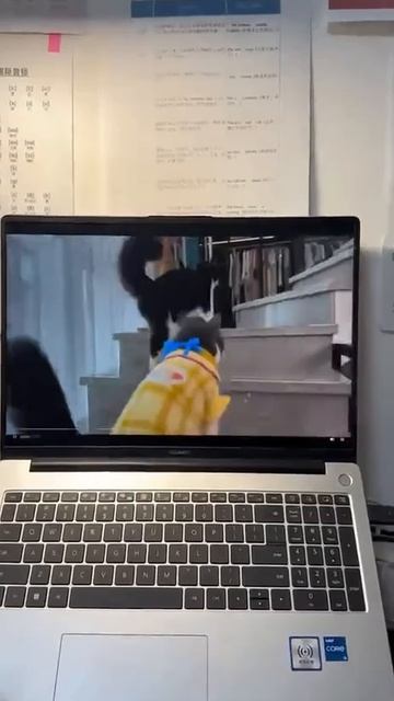 Пушистым решили показать нейровидео, в котором показаны они, умеющие разговаривать. Реакция убила...