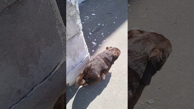 гуляем с Федей