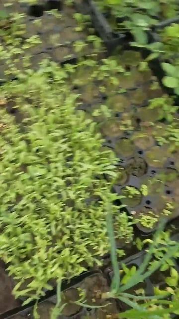 Что посажу в огороде в этом году...))) #como #животныешляйх #like #смешнойшортс #cute #смешновидео