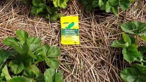 Клубника. Жёлтые листья. Вопрос решается просто.