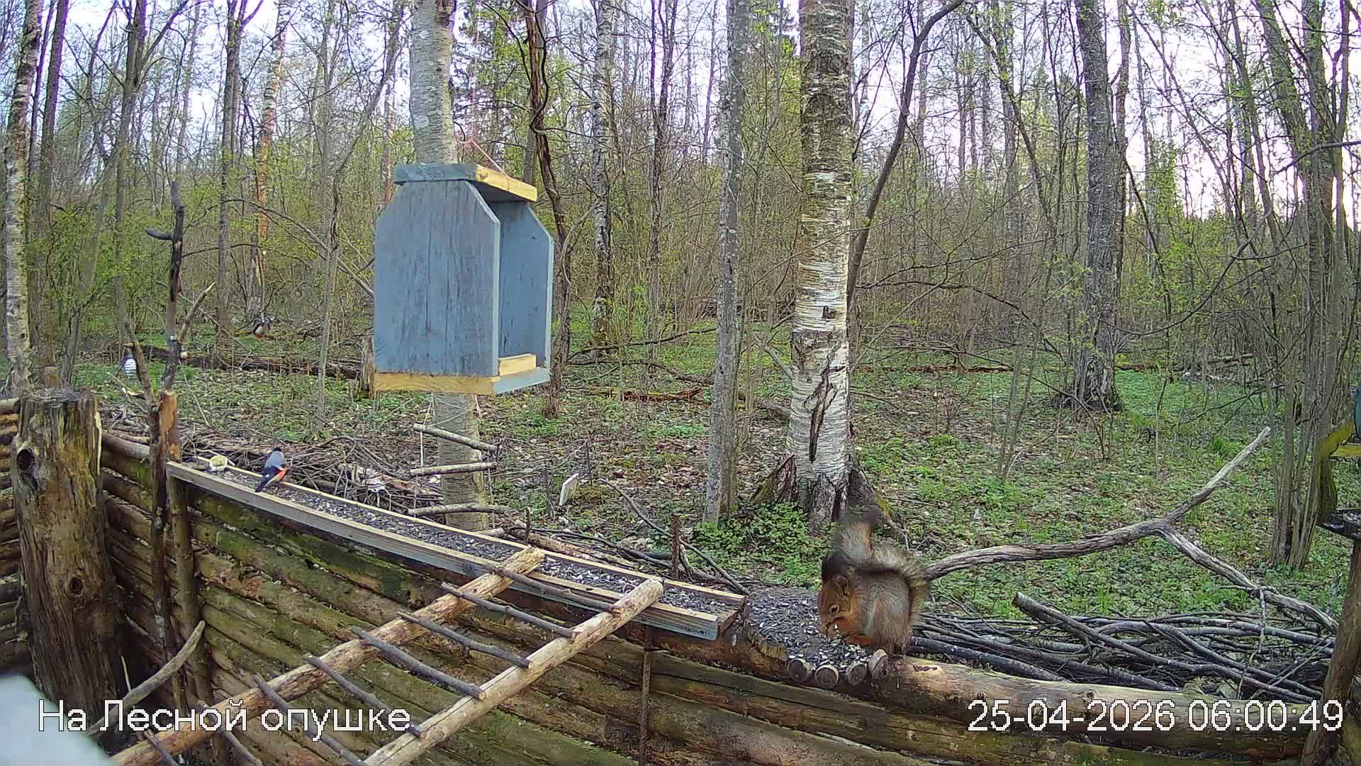 LIVE: На лесной опушке. Природа онлайн