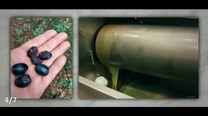 Нам рассказывали неправду об оливковом масле. Не стоит его покупать, пока вы не узнаете всю правду.