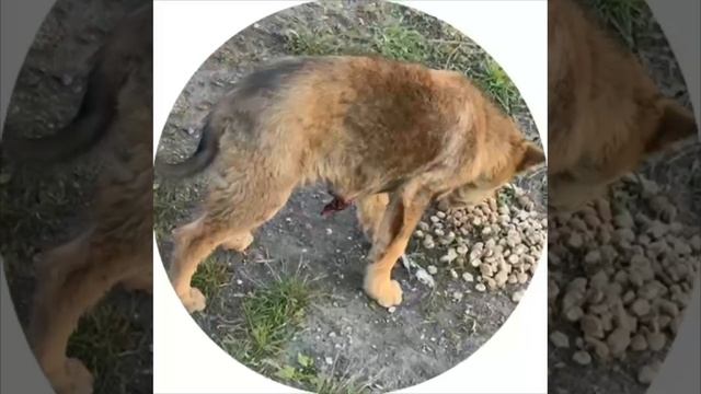 Девочки , пожалуйста подскажите , что это может быть у щенка ?? Трудно конечно понять по такому виде