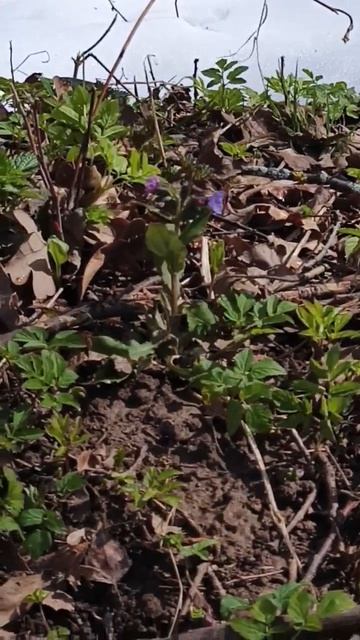 Цветок на ветру!