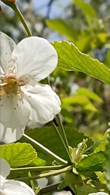 InShot_20260424_124923276 ВЕСНА В КРЫМУ