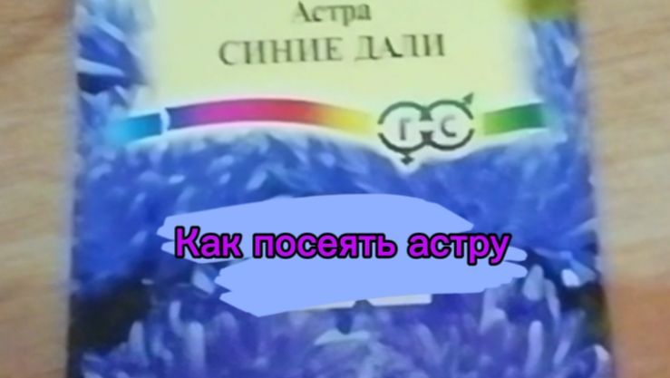 Как посеять астру