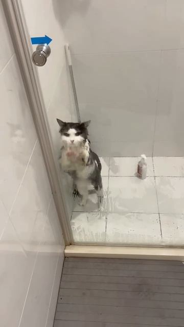 СМЕШНЫЕ КОТЫ 😺 2026 ЛУЧШИЕ ПРИКОЛЫ С КОТАМИ ,КОШКАМИ ,ЖИВОТНЫЕ,СМЕШНЫЕ ВИДЕО