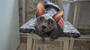 Нашла для себя удобную позу.... может долго сидеть в таком положении.  Мишель. Канадский сфинкс