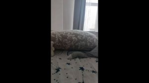 найди монстрикса! часть 2