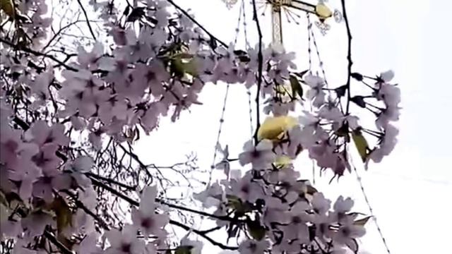 Цветущая сакура