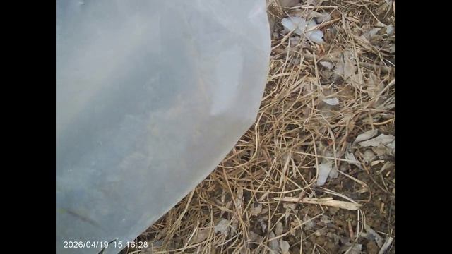 Ветки в гряды,  а вкусняшки на землю.