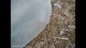 Ветки в гряды,  а вкусняшки на землю.