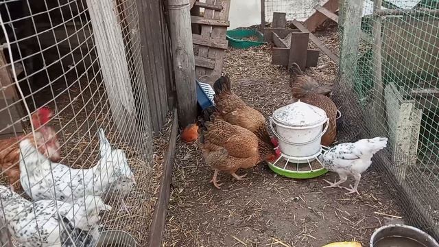 Дочь Мадамы станет мамой. Соединение молодняка с общим стадом прошло успешно. Жду редкое яйцо кур.