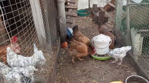 Дочь Мадамы станет мамой. Соединение молодняка с общим стадом прошло успешно. Жду редкое яйцо кур.