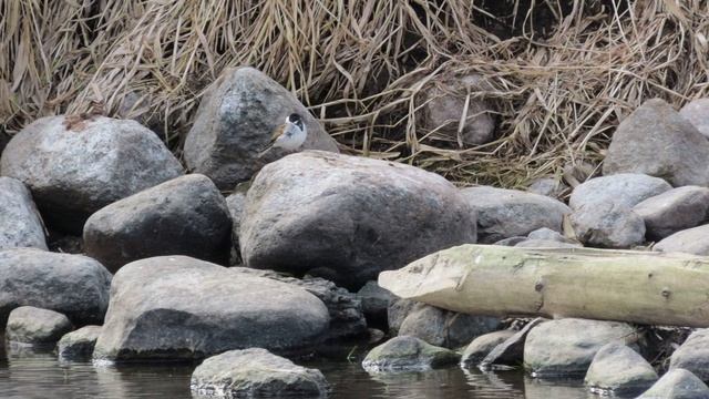 Кадры дня 19 апреля 2026 / Ижора. Межстоличье.