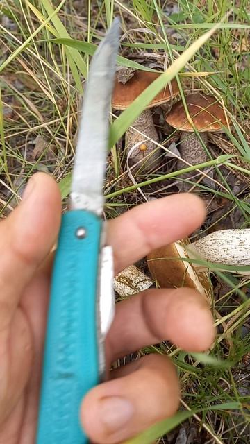 Нож Ворсма и грибы