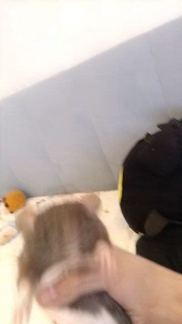 смотрим крыс