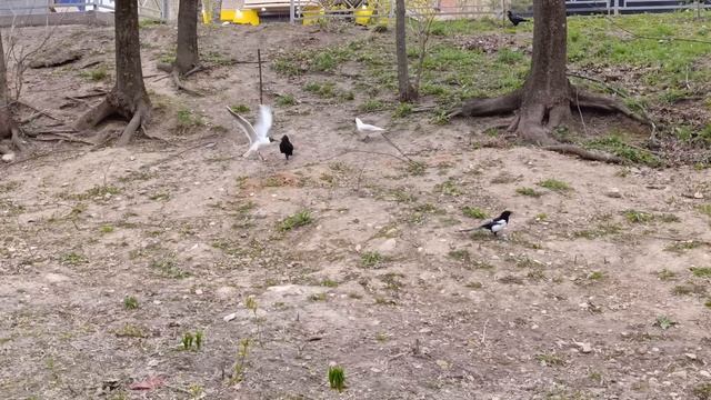 Чайки и сорока