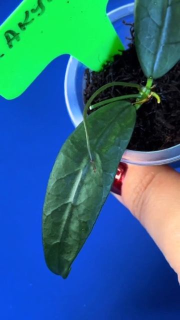 Новинки хой и дисхидий. Мини версия.