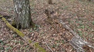 Строчков не мерено! Первая весенняя грибалка в Подмосковье #тихаяохота #грибалка #грибы2026 #лес