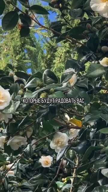 5 цветов, которые сажают сразу в грунт