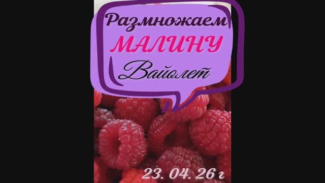 Продолжаем готовить посадочный материал  малины